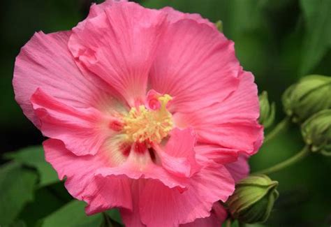 芙蓉好種嗎|芙蓉要怎麼種